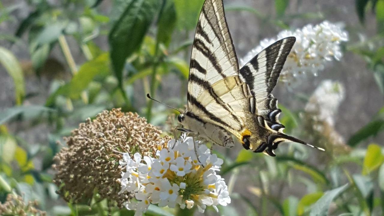 הוילה Saint-Pierre-d'Aurillac Domaine De La Belle Lurette מראה חיצוני תמונה